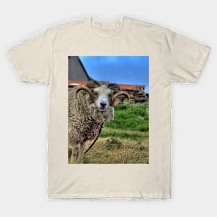 Shetland Ram T-Shirt